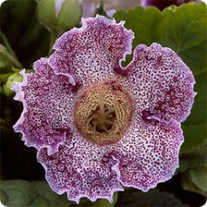 Глоксиния Импресс Парпл Спотид