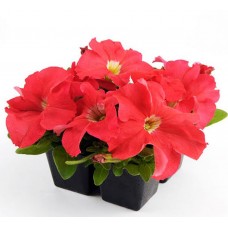 Петуния грандифлора Из Ридер Дип Салмон