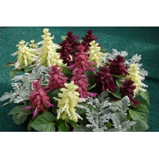 Сальвия Редди Неро Микс