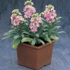 Маттиола Синдерелла Эппелблоссом