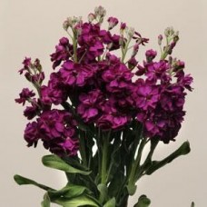 Маттиола Кац Парпл