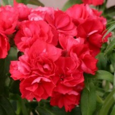 Флокс друммонда Промис Скарлет