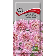 Скабиоза темно-пурпурная Лососево-розовая