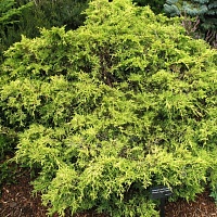 Кипарисовик горохоплодный plumosa compacta aurea