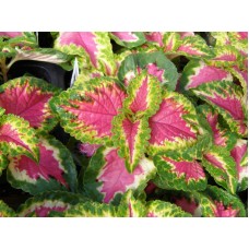 Колеус Визард Роуз