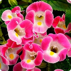 Торения Каваи Роуз