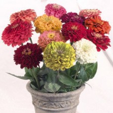 Цинния Гиганты Бенари Микс