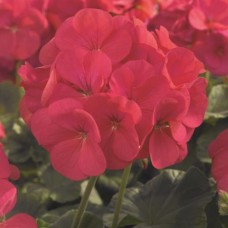 Пеларгония зональная Маверик Корал