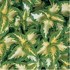 Колеус Визард Жаде