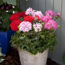 Пеларгония зональная Квантум Микс