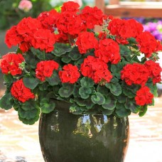 Пеларгония зональная Мультиблум Скарлет