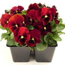 Фиалка рогатая Эдмаер Ред Блотч