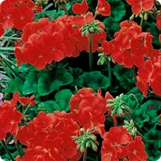 Пеларгония зональная Мультиблум Ред