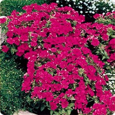 Флокс друммонда Промис Парпл Виолет