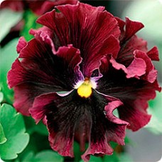 Виола Фризл Сизл Бургунди