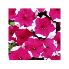 Петуния грандифлора Хулахуп Вельвет