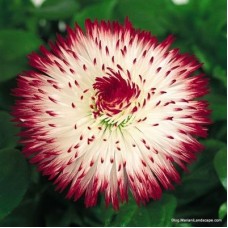 Маргаритка Хабанера Вайт виз Ред Типс