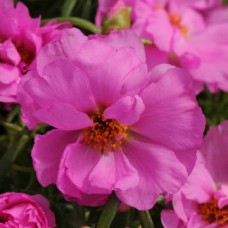 Портулак Хэппи Ауэр Розита