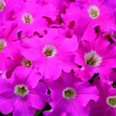 Петуния грандифлора Дувет Пинк