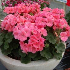Пеларгония зональная Нано Салмон