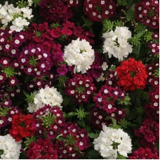 Вербена Кварц Микс