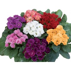 Примула махровая Розелла Микс