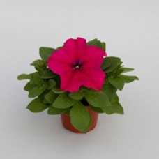 Петуния грандифлора Эспрессо Грандэ Дип Роуз