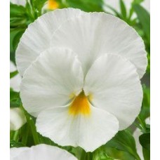 Виола крупноцветковая Инспайер Плюс Вайт