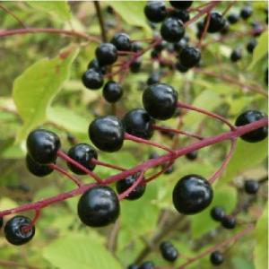 Черемуха кистевая (обыкновенная) Чемальская Красавица Черемуха кистевая (обыкновенная) Чемальская Красавица