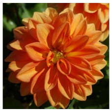 Георгина Фигаро Оранж Шейдес