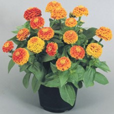 Цинния Циннита Оранж