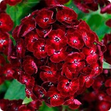 Гвоздика турецкая Дэш Кримсон