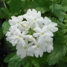 Вербена Обсешн Вайт