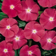 Катарантус Хитвэйв Черри