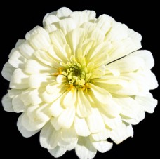 Цинния Мастер Вайт