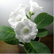 Глоксиния Импресс Вайт