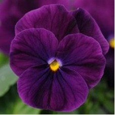 Фиалка рогатая Сорбет ИксПи Парпл Имп Фиалка рогатая Сорбет ИксПи Парпл Имп