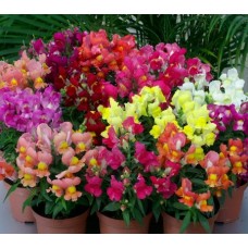 Львиный зев Снэппи Микс