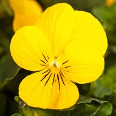 Фиалка рогатая Эдмаер Еллоу