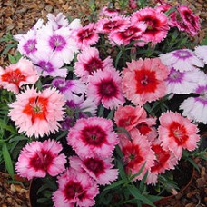 Гвоздика Диана Пикоти Микс