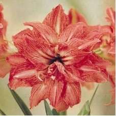 Амариллис махровый Леди Джейн