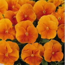 Фиалка рогатая Флорал Пауэр Оранж Фиалка рогатая Флорал Пауэр Оранж