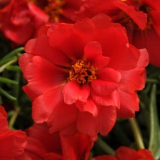 Портулак Хэппи Ауэр Дип Ред