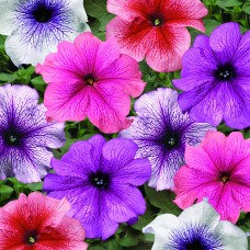 Петуния грандифлора Тритуния Микс
