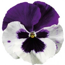 Виола крупноцветковая Колоссус Вайт виз Парпл Винг