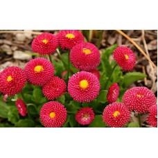 Маргаритка Тассо Ред