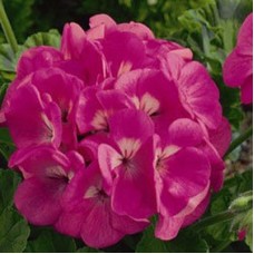 Пеларгония зональная Маверик Пинк