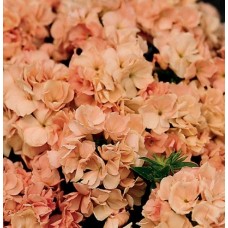 Флокс друммонда Промис Пич