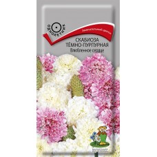 Скабиоза темно-пурпурная Влюбленное сердце