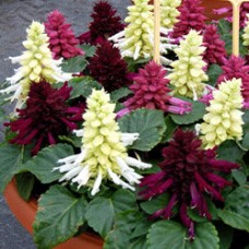 Сальвия Редди Микс Сальвия Редди Микс